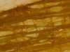 yellow siena